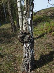 Nádor na bříze bělokoré (Betula pendula Roth) (57a)