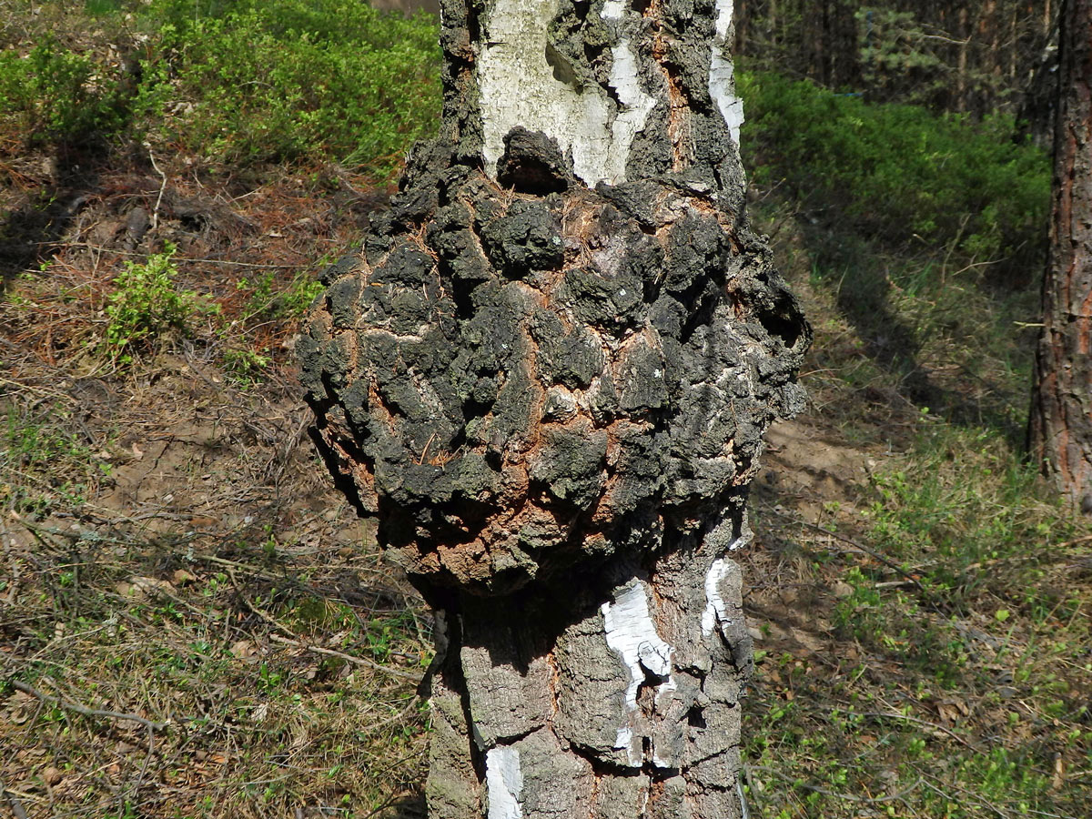 Nádor na bříze bělokoré (Betula pendula Roth) (57b)