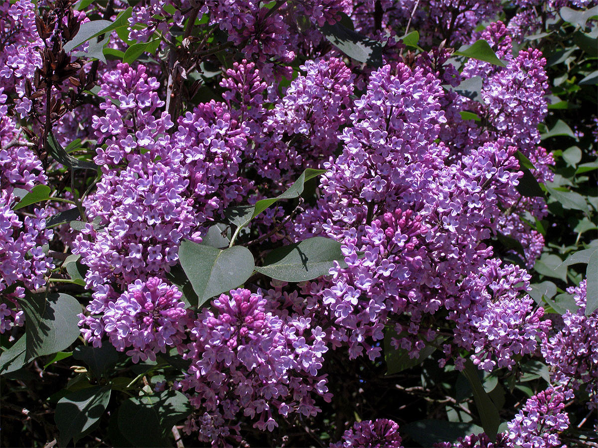 Šeřík obecný (Syringa vulgaris L.)