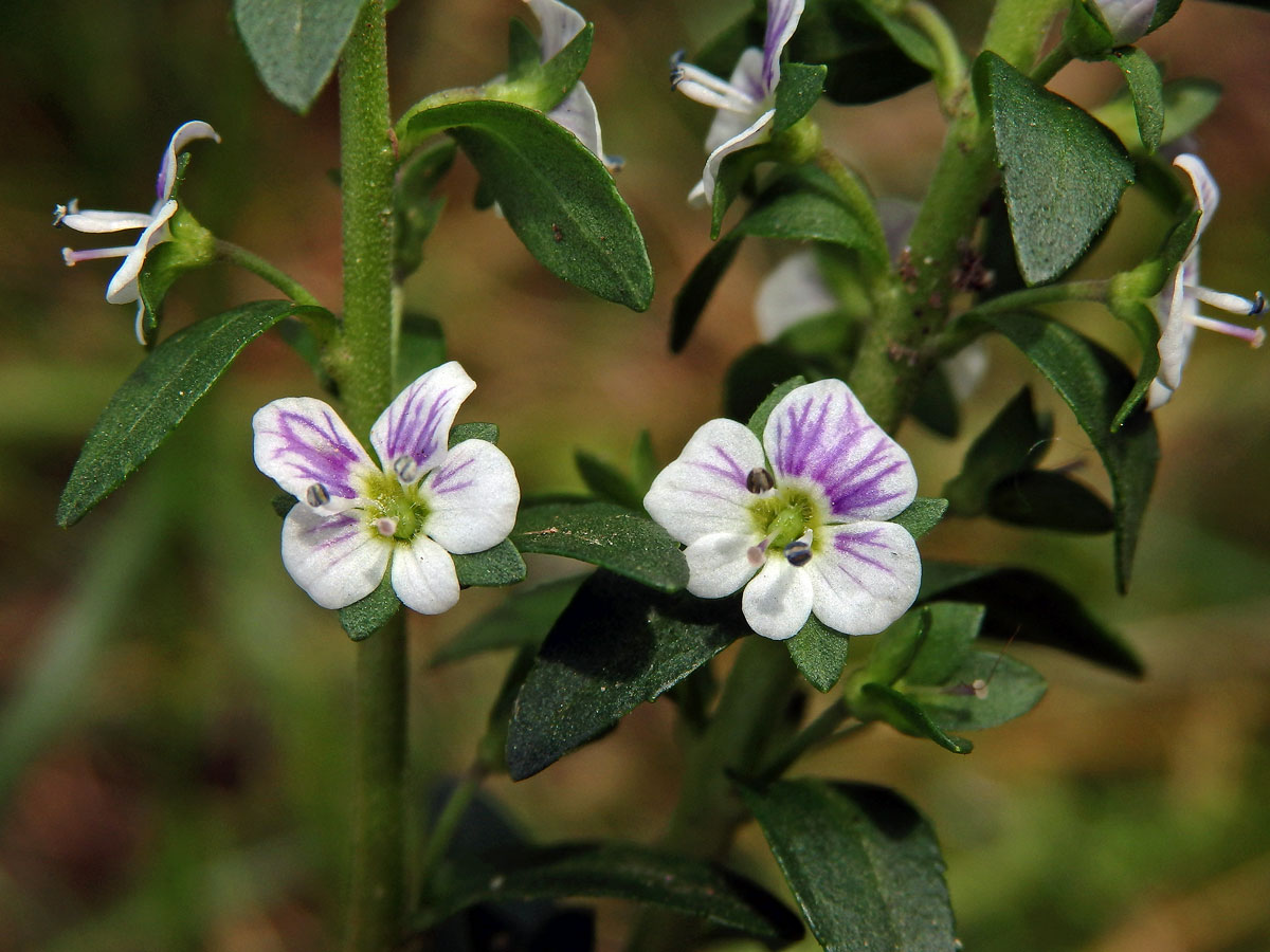 Rozrazil douškolistý (Veronica serpyllifolia L.), dva pětičetné květy (1b)