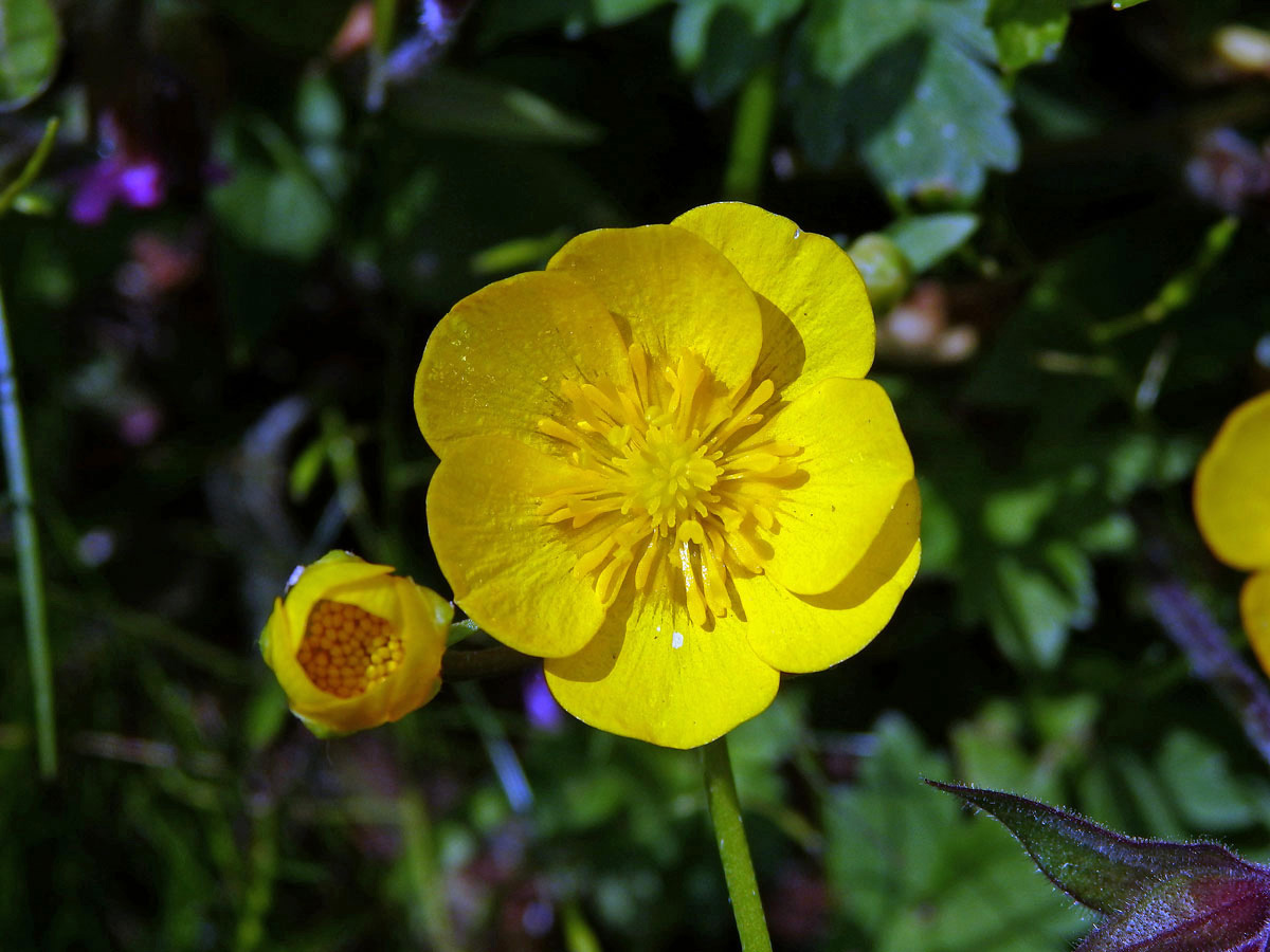 Pryskyřník plazivý (Ranunculus repens L.), sedmičetný květ (1)