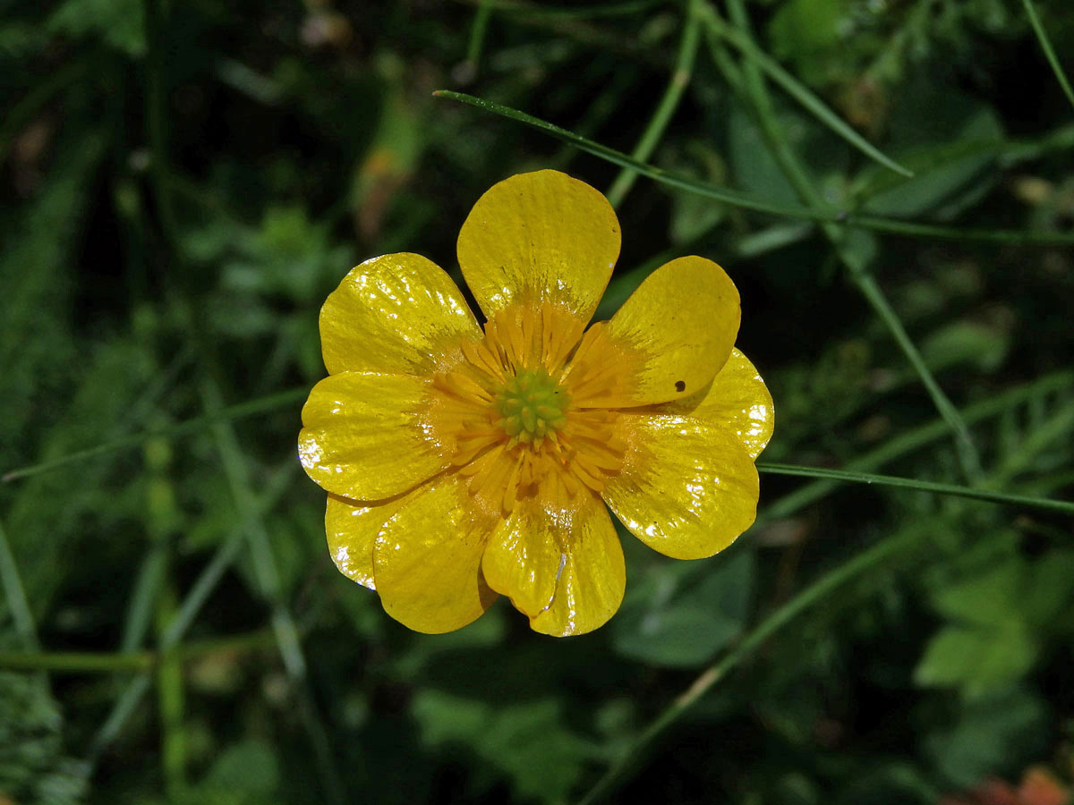 Pryskyřník plazivý (Ranunculus repens L.), vícečetný květ (5)