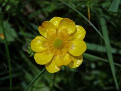 Pryskyřník plazivý (Ranunculus repens L.), vícečetný květ (6)