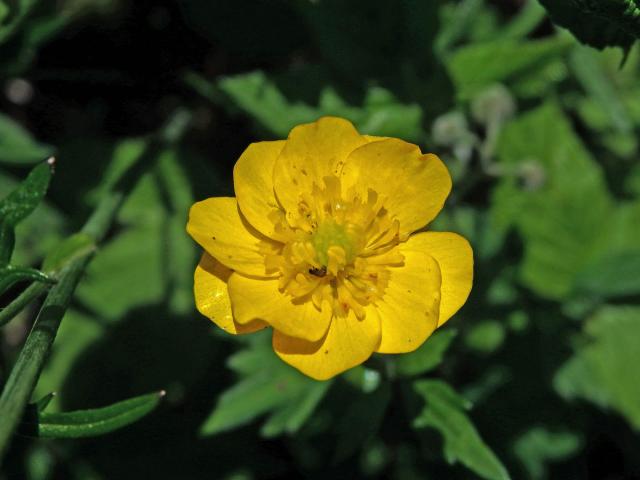 Pryskyřník plazivý (Ranunculus repens L.), vícečetný květ (7)