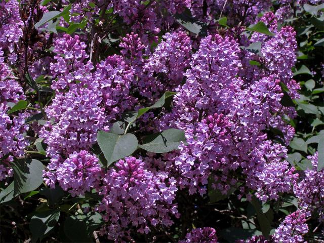 Šeřík obecný (Syringa vulgaris L.)