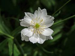 Pryskyřník platanolistý (Ranunculus platanifolius L.), vícečetný květ (8)