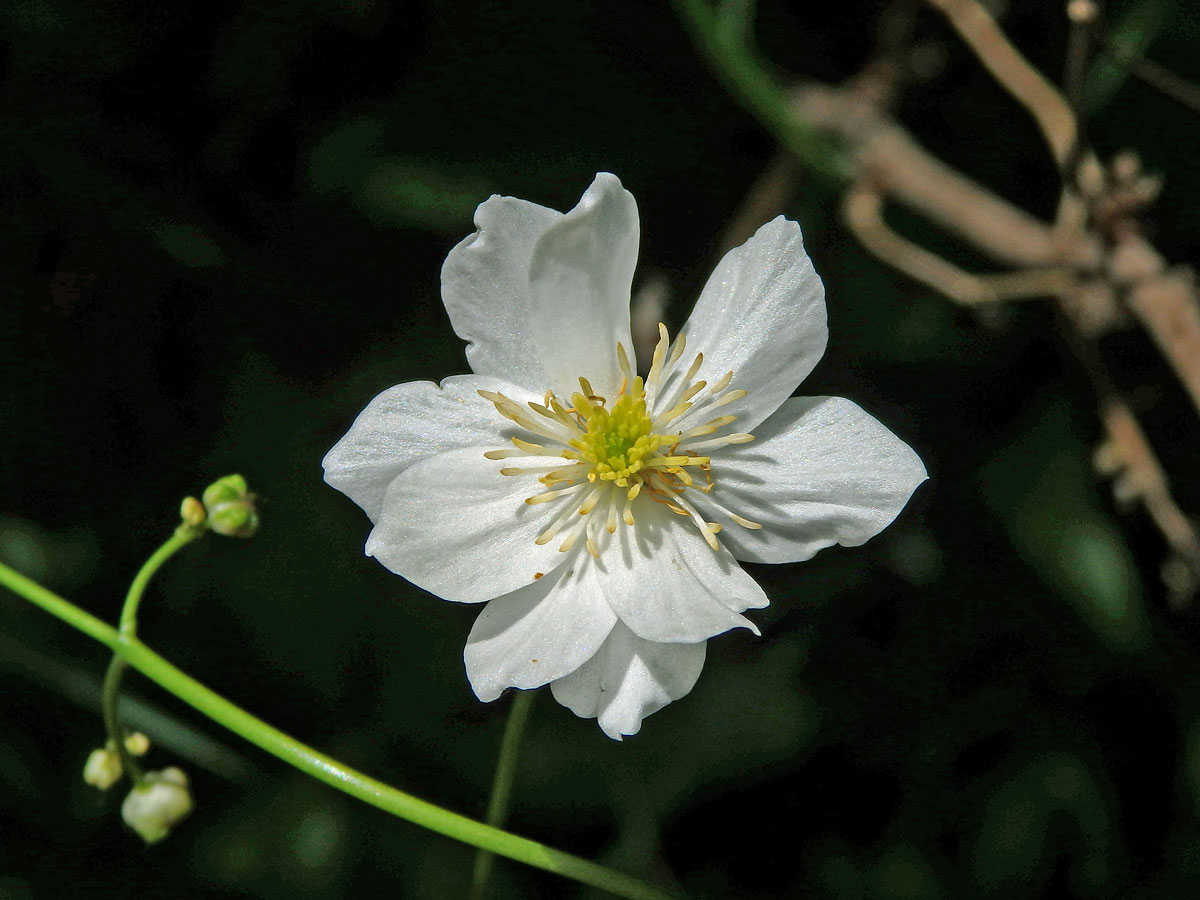 Pryskyřník platanolistý (Ranunculus platanifolius L.), vícečetný květ (9)