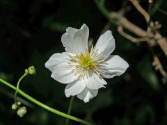 Pryskyřník platanolistý (Ranunculus platanifolius L.), vícečetný květ (9)