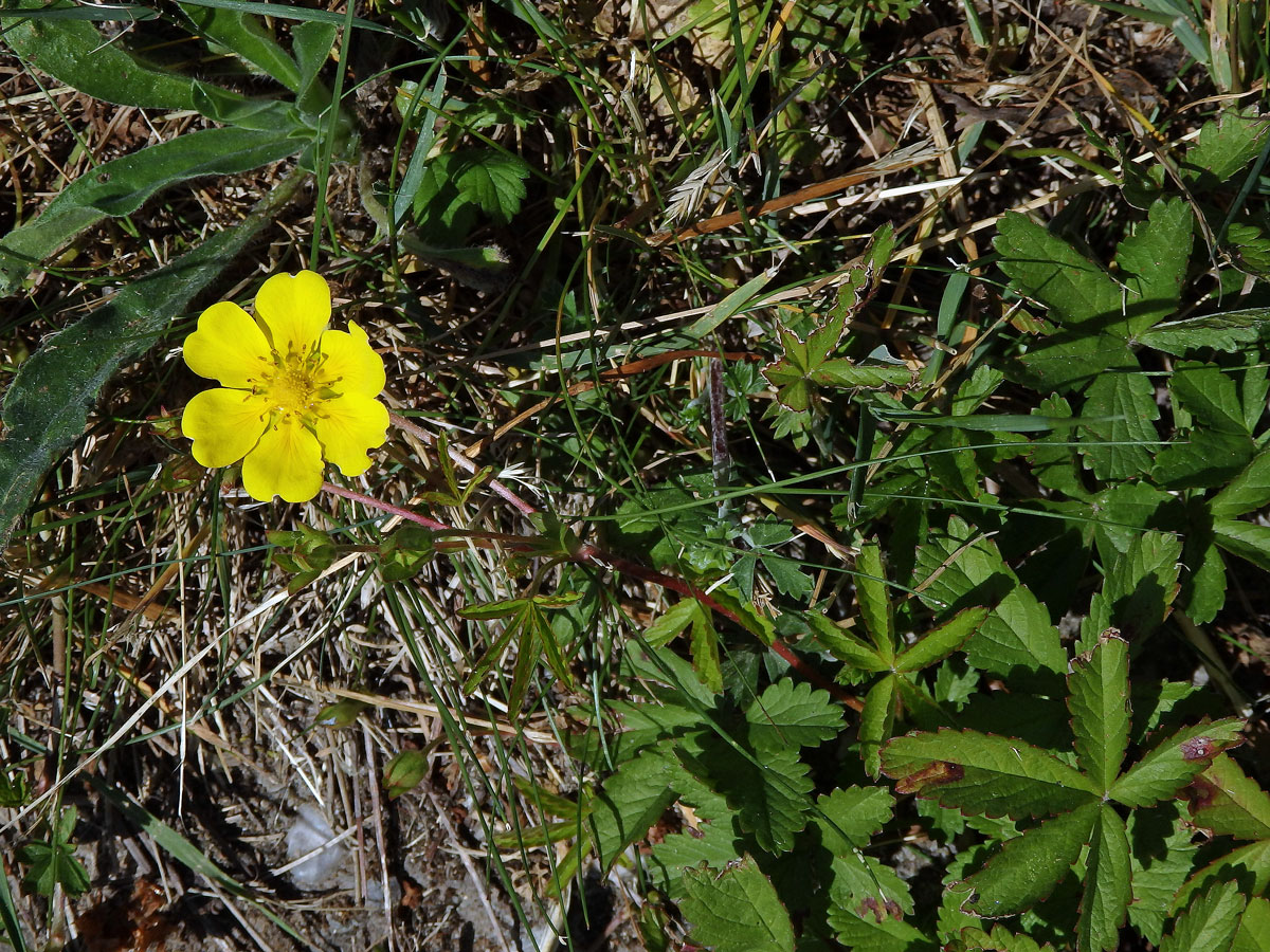 Mochna plazivá (Potentilla reptans L.) s šestičetným květem (3a)