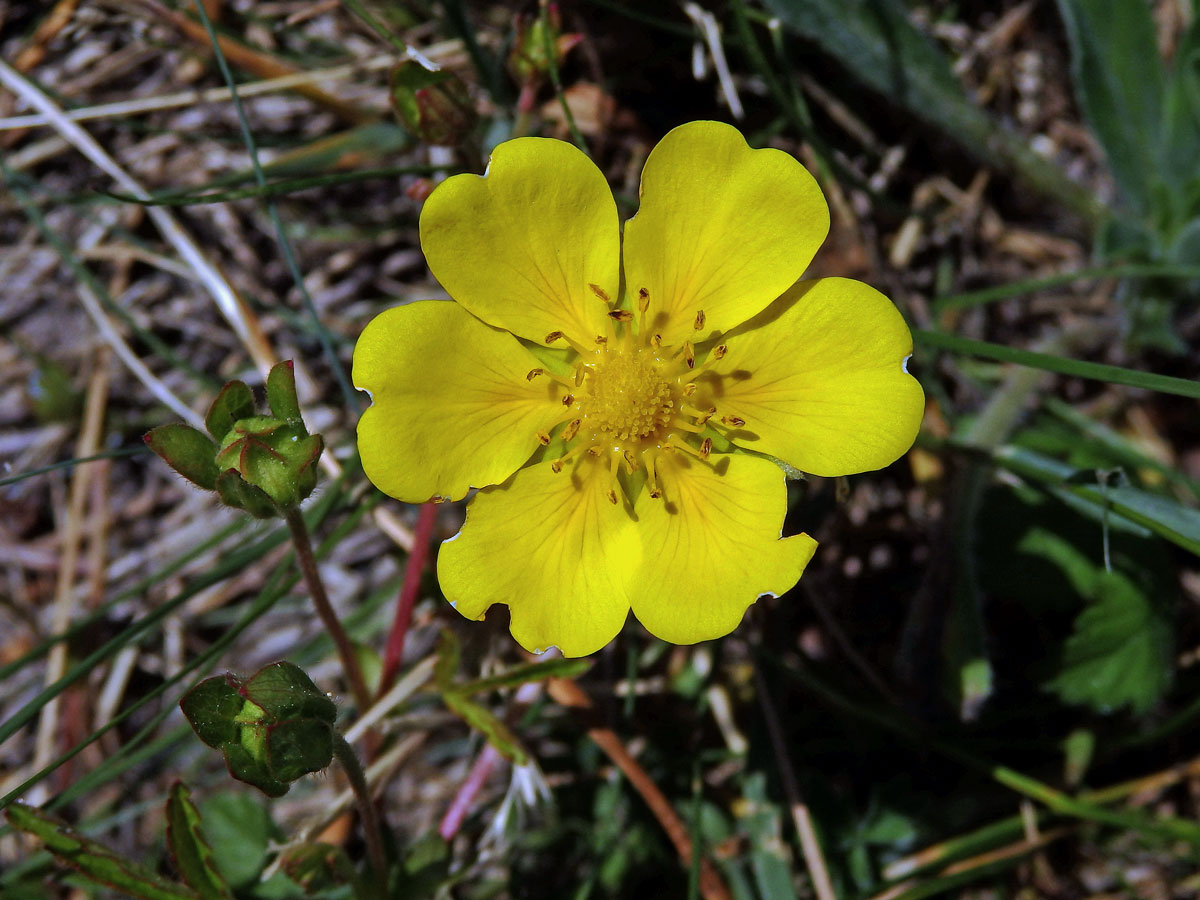 Mochna plazivá (Potentilla reptans L.) s šestičetným květem (3b)