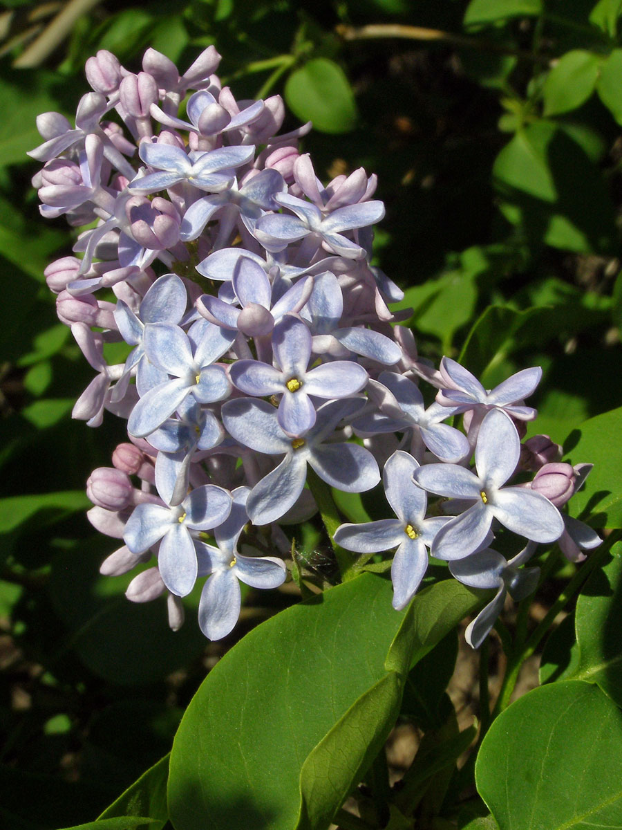 Šeřík obecný (Syringa vulgaris L.)