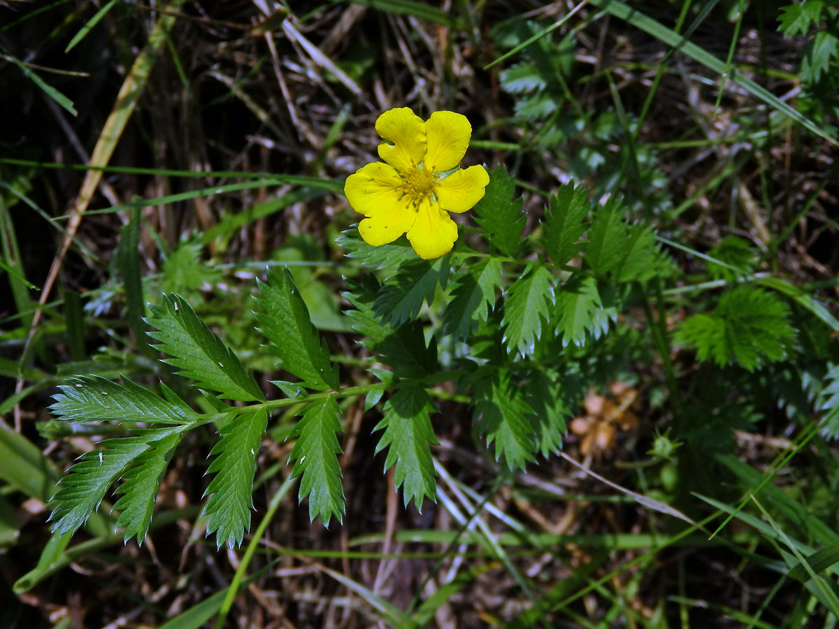 Mochna husí (Potentilla anserina L.) s šestičetným květem (1a)