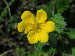 Mochna husí (Potentilla anserina L.) s šestičetným květem (1b)