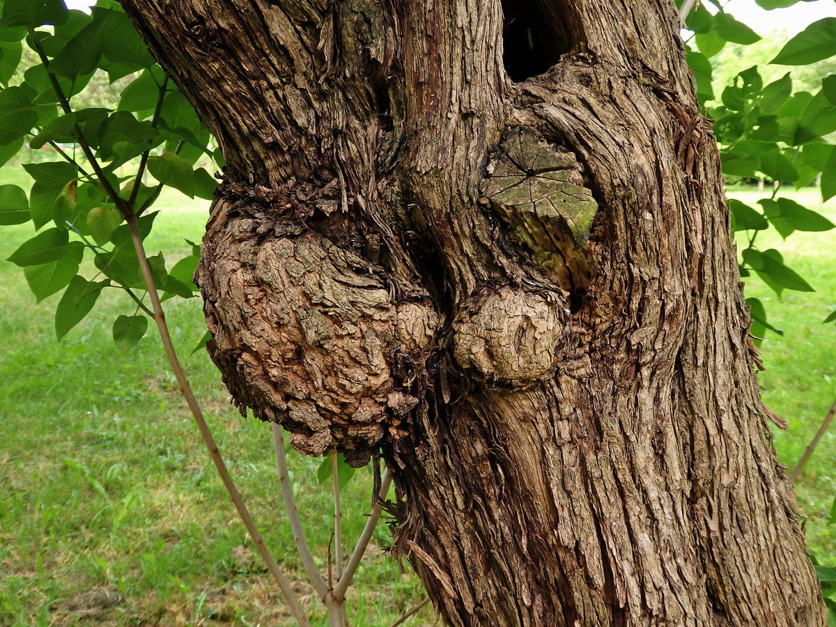 Šeřík obecný (Syringa vulgaris L.) s nádorem na kmeni (2b)