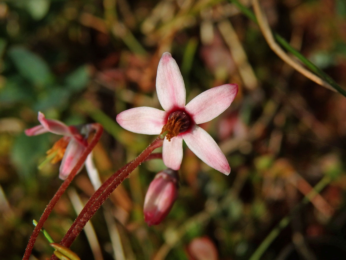 Klikva bahenní (Oxycoccus palustris Pers.) (2b)