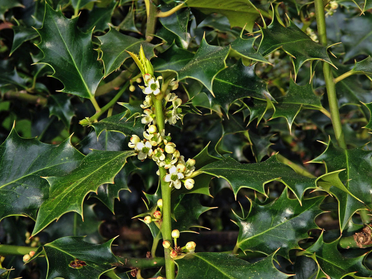 Cesmína ostrolistá (Ilex aquifolium L.)