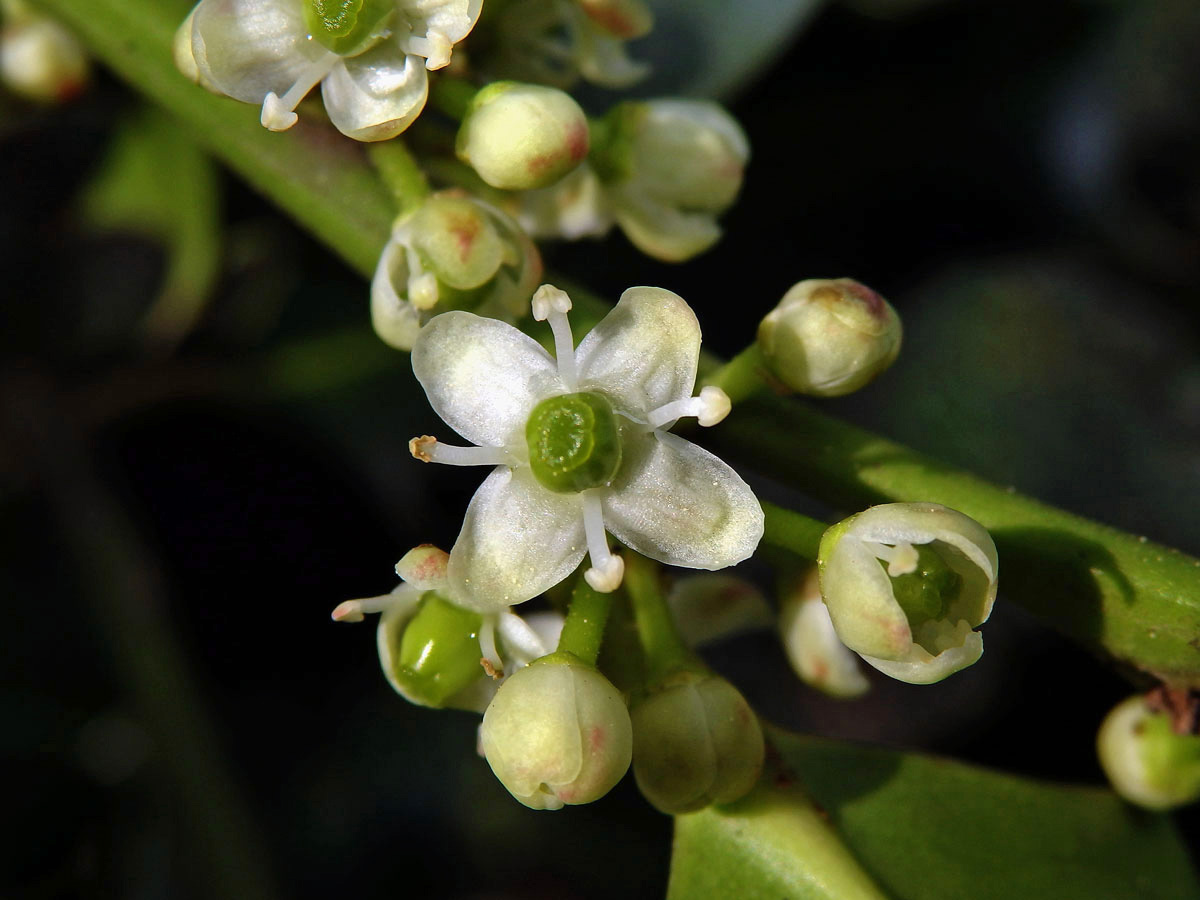 Cesmína ostrolistá (Ilex aquifolium L.)