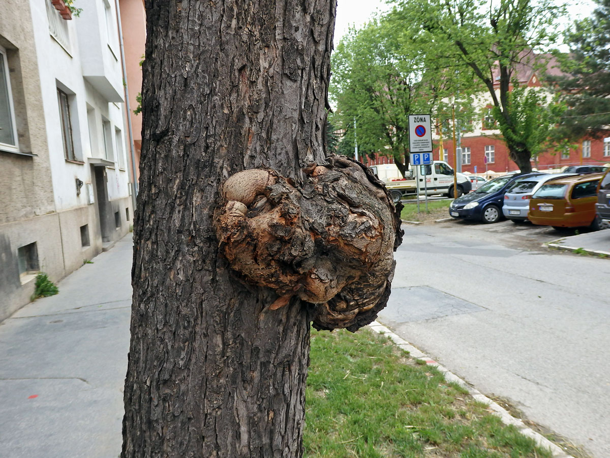 Javor stříbrný (Acer saccharinum L.) s nádorem na kmeni (42b)