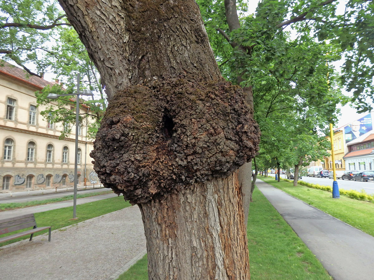 Jilm habrolistý (Ulmus minor Mill.) s tumorem na kmeni (7a)