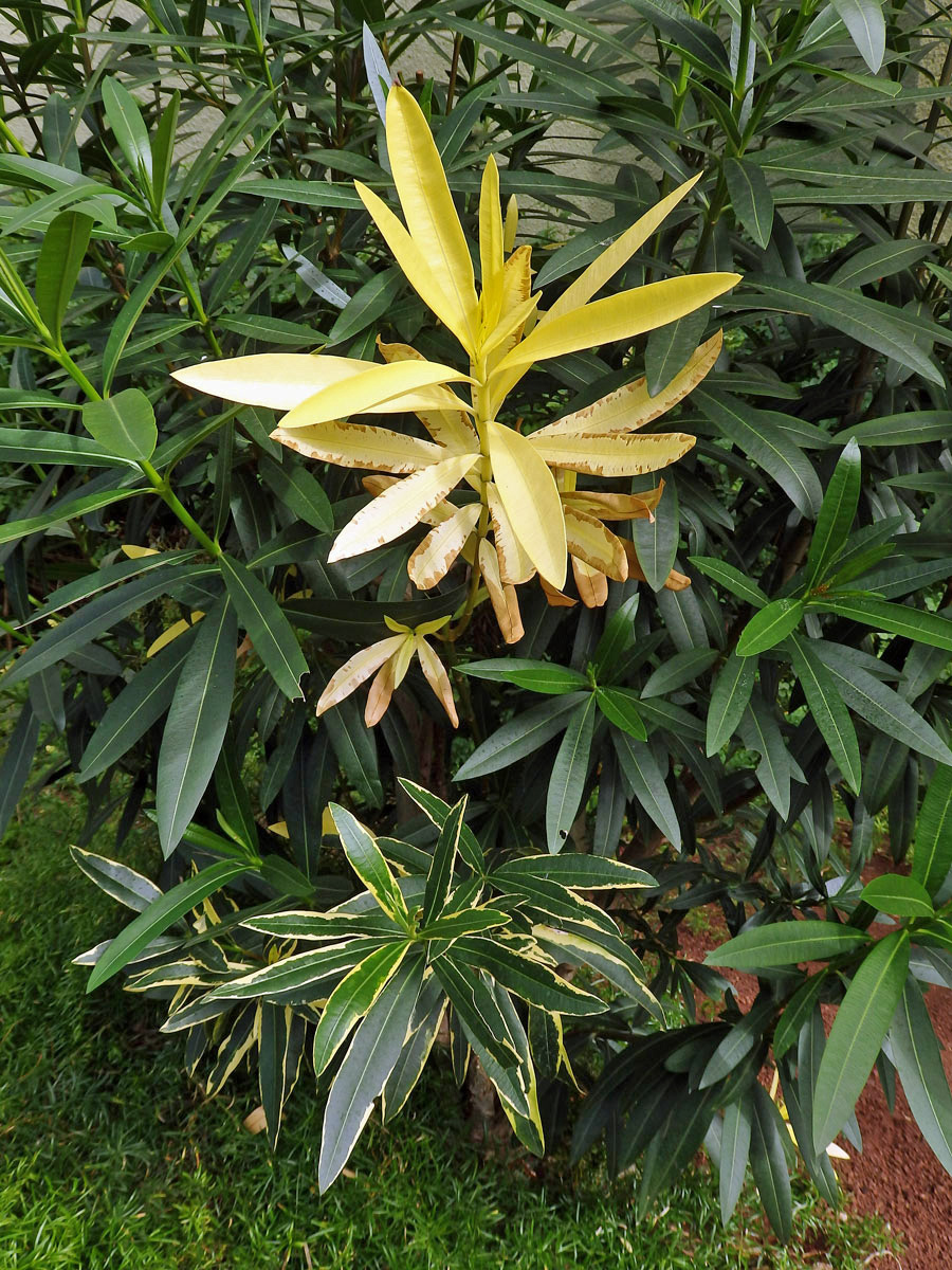 Oleandr obecný (Nerium oleander L.) (2a), keř s částečným chyběním chlorofylu