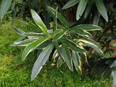 Oleandr obecný (Nerium oleander L.) (2d), keř s částečným chyběním chlorofylu