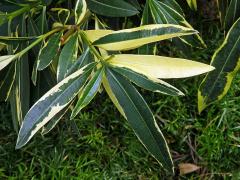 Oleandr obecný (Nerium oleander L.) (2e), keř s částečným chyběním chlorofylu