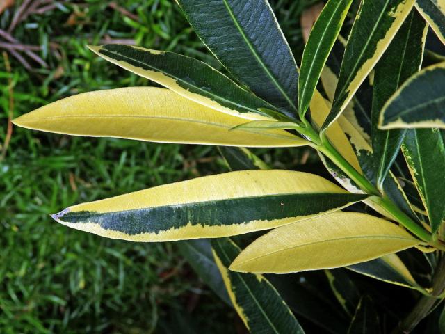 Oleandr obecný (Nerium oleander L.) (2f), keř s částečným chyběním chlorofylu