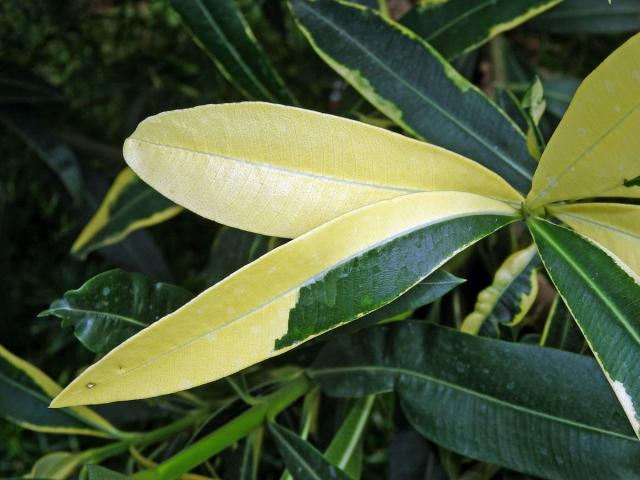 Oleandr obecný (Nerium oleander L.) (2g), keř s částečným chyběním chlorofylu