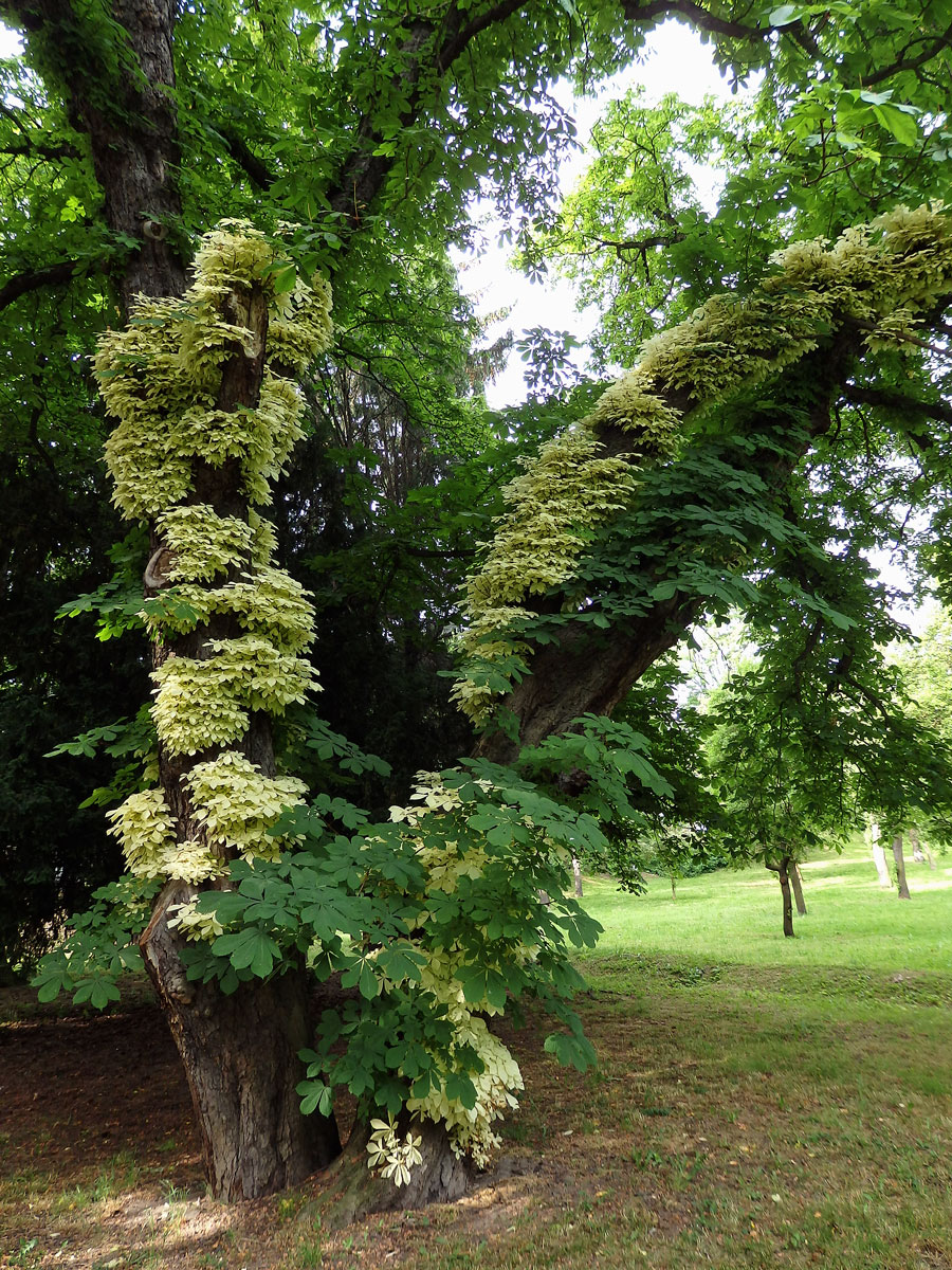 Jírovec maďal (Aesculus hippocastanum L.) s chyběním chlorofylu (1a)