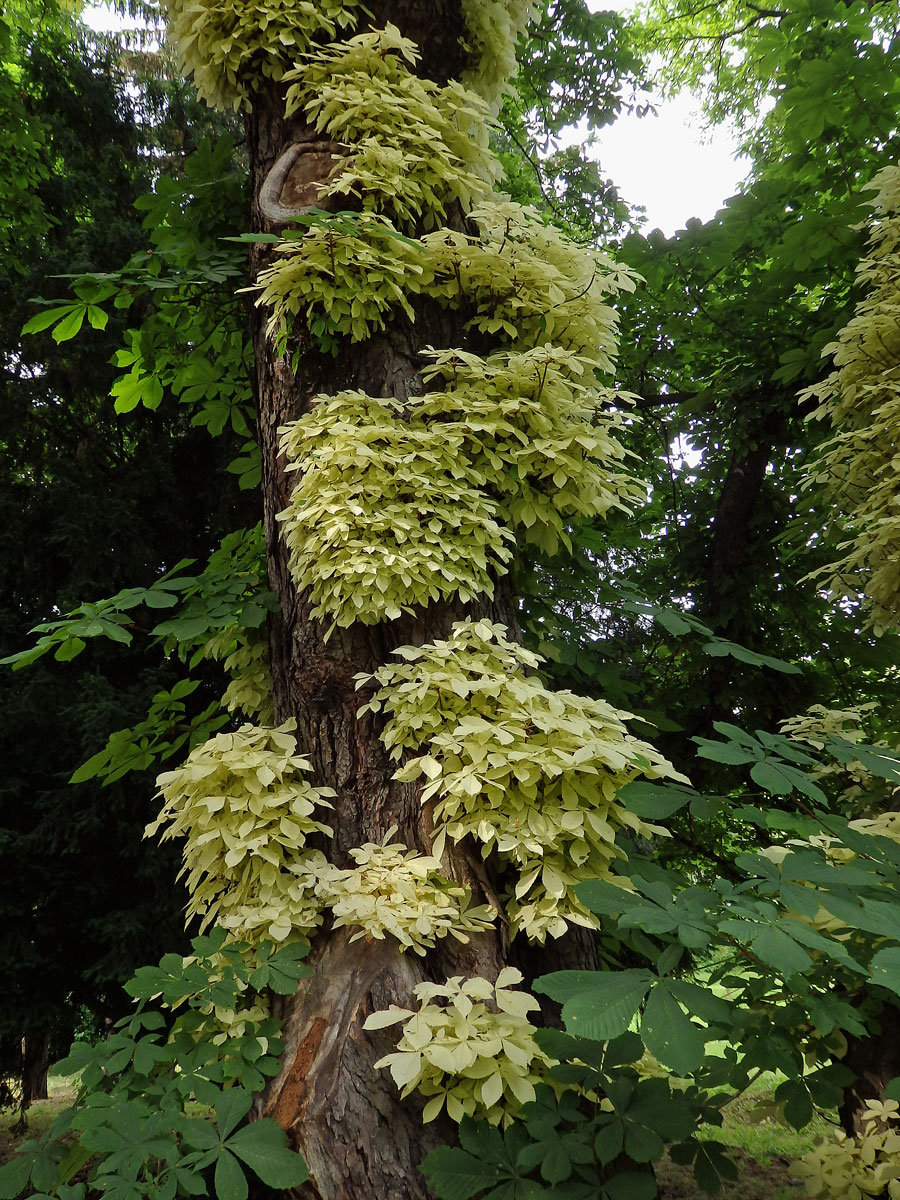 Jírovec maďal (Aesculus hippocastanum L.) s chyběním chlorofylu (1b)