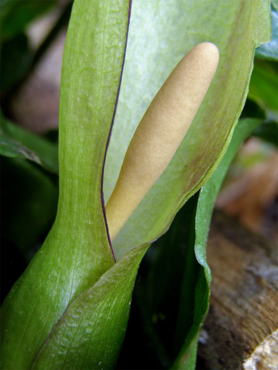 Áron plamatý (Arum maculatum L.)