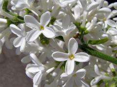 Šeřík obecný (Syringa vulgaris L.)