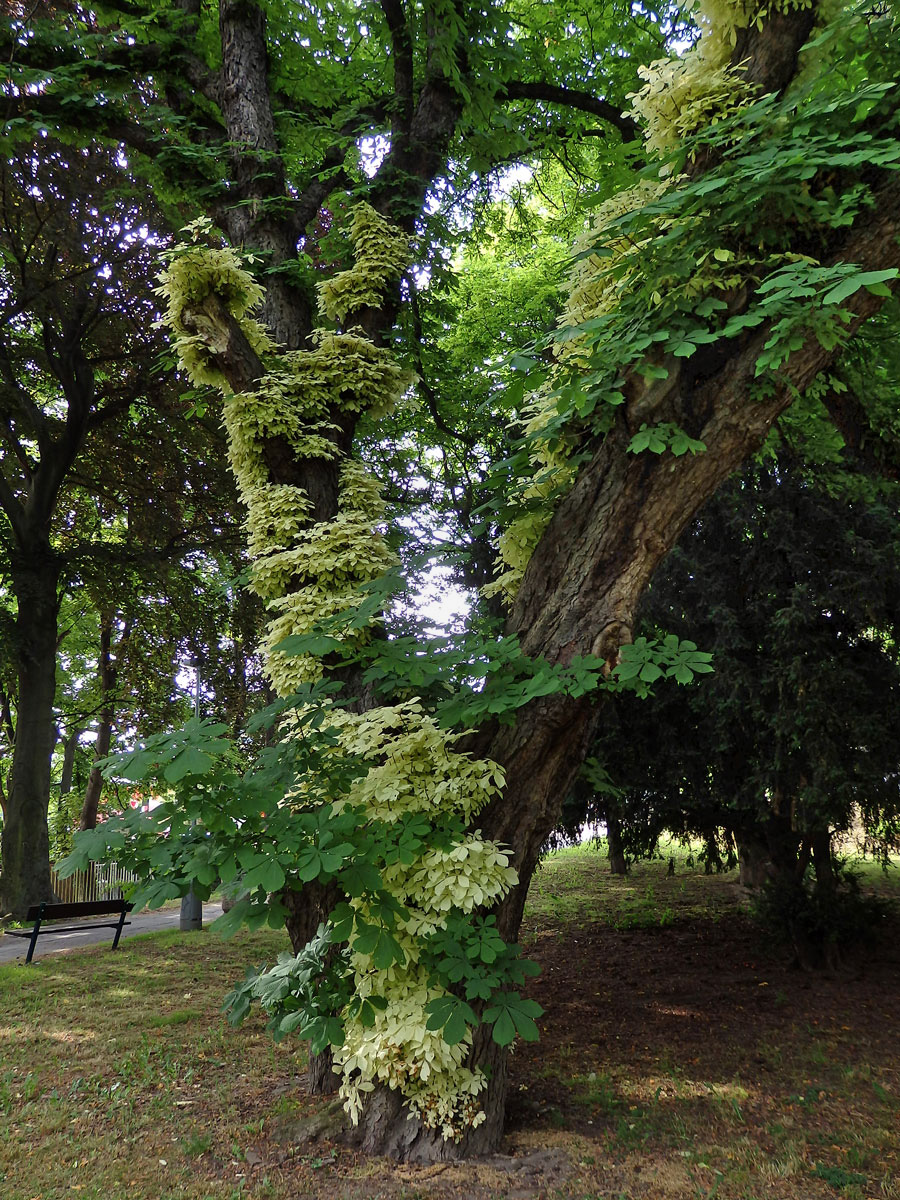 Jírovec maďal (Aesculus hippocastanum L.) s chyběním chlorofylu (1c)