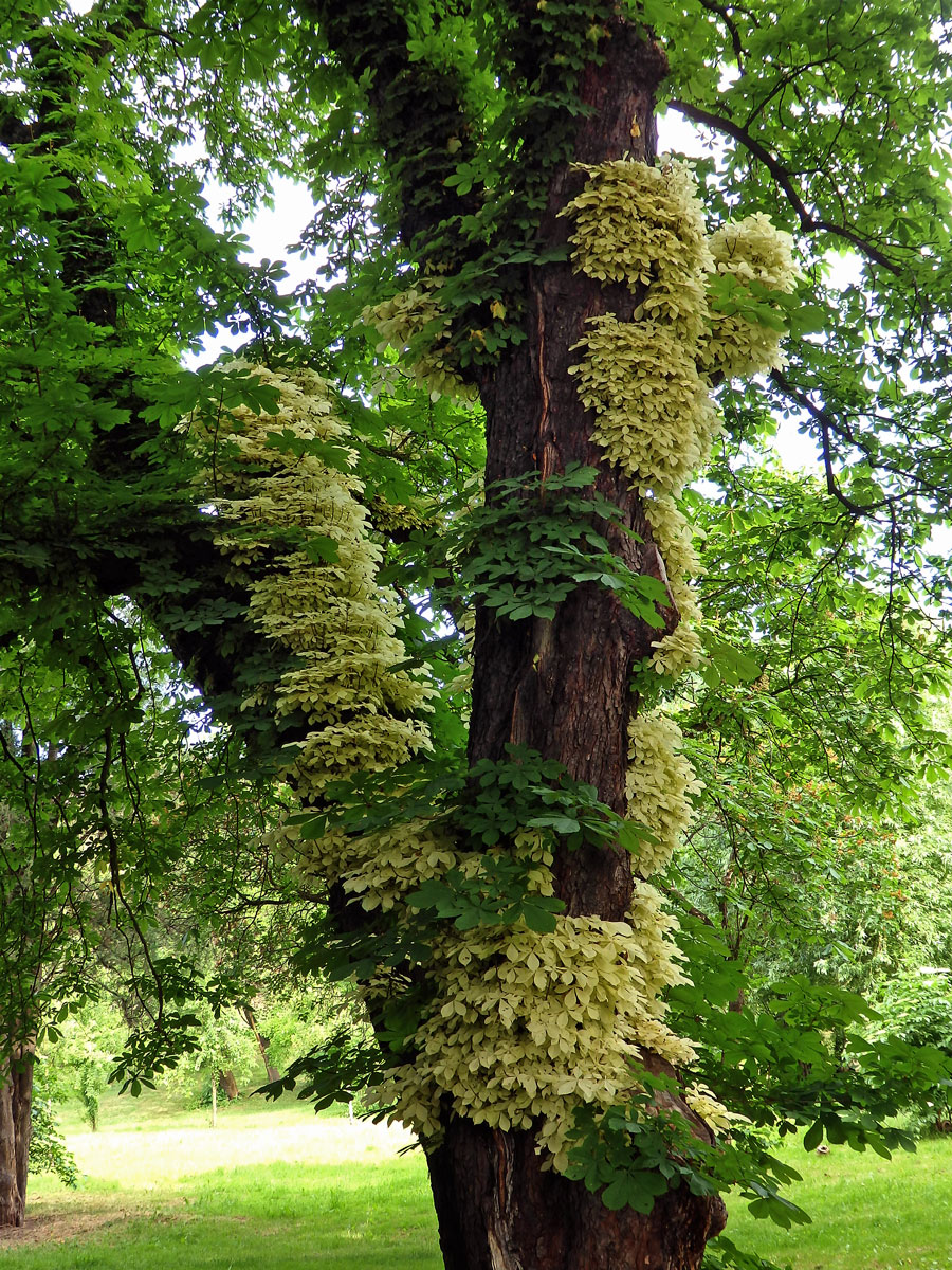 Jírovec maďal (Aesculus hippocastanum L.) s chyběním chlorofylu (1e)