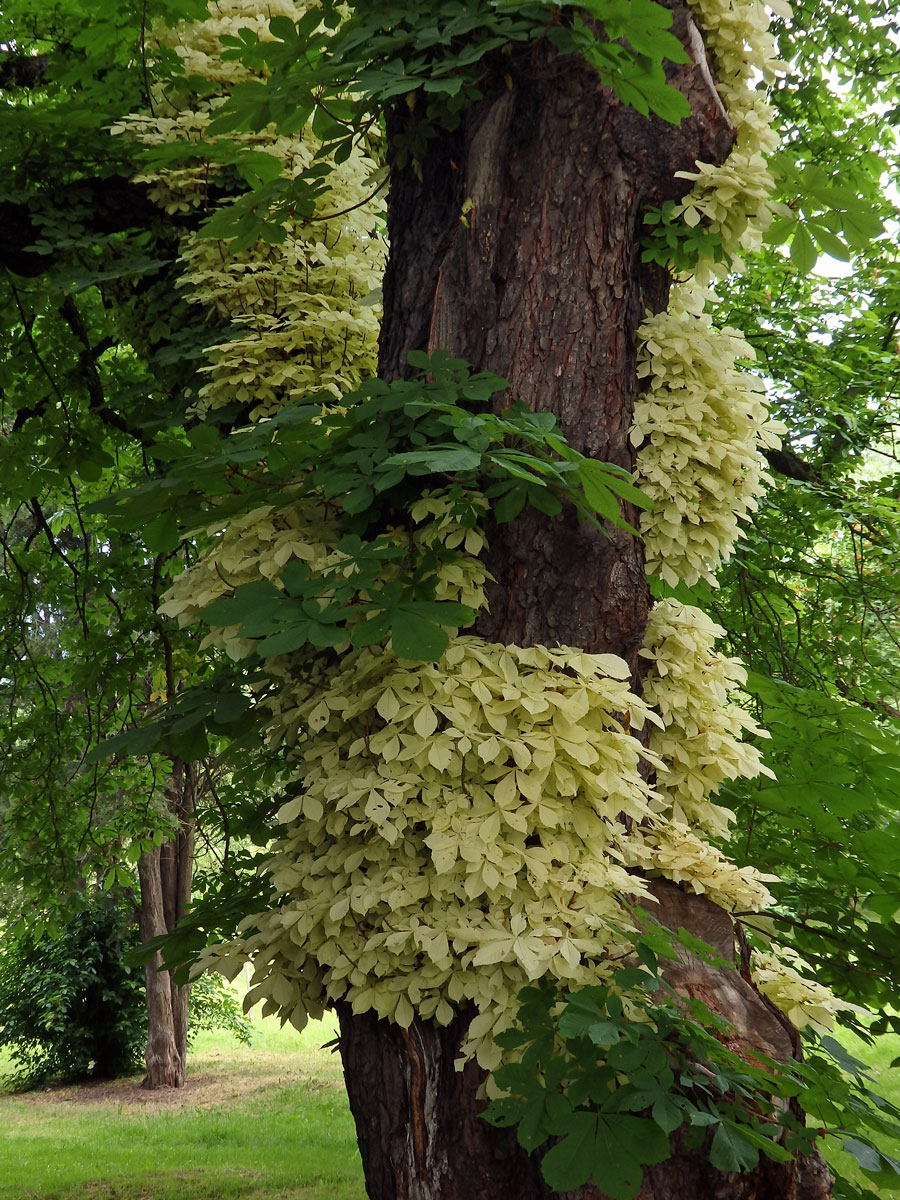 Jírovec maďal (Aesculus hippocastanum L.) s chyběním chlorofylu (1f)