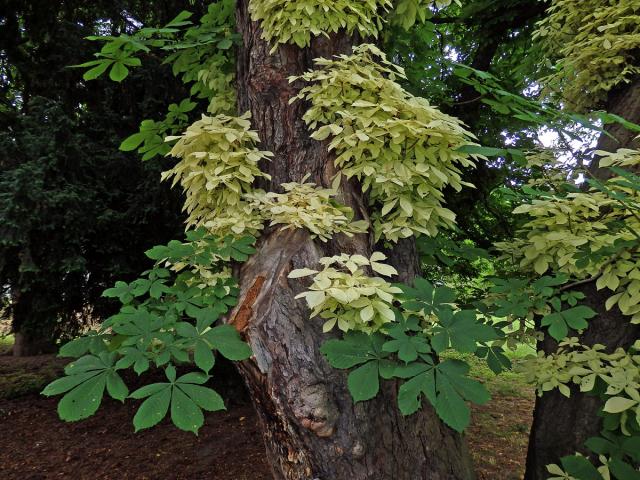 Jírovec maďal (Aesculus hippocastanum L.) s chyběním chlorofylu (1g)