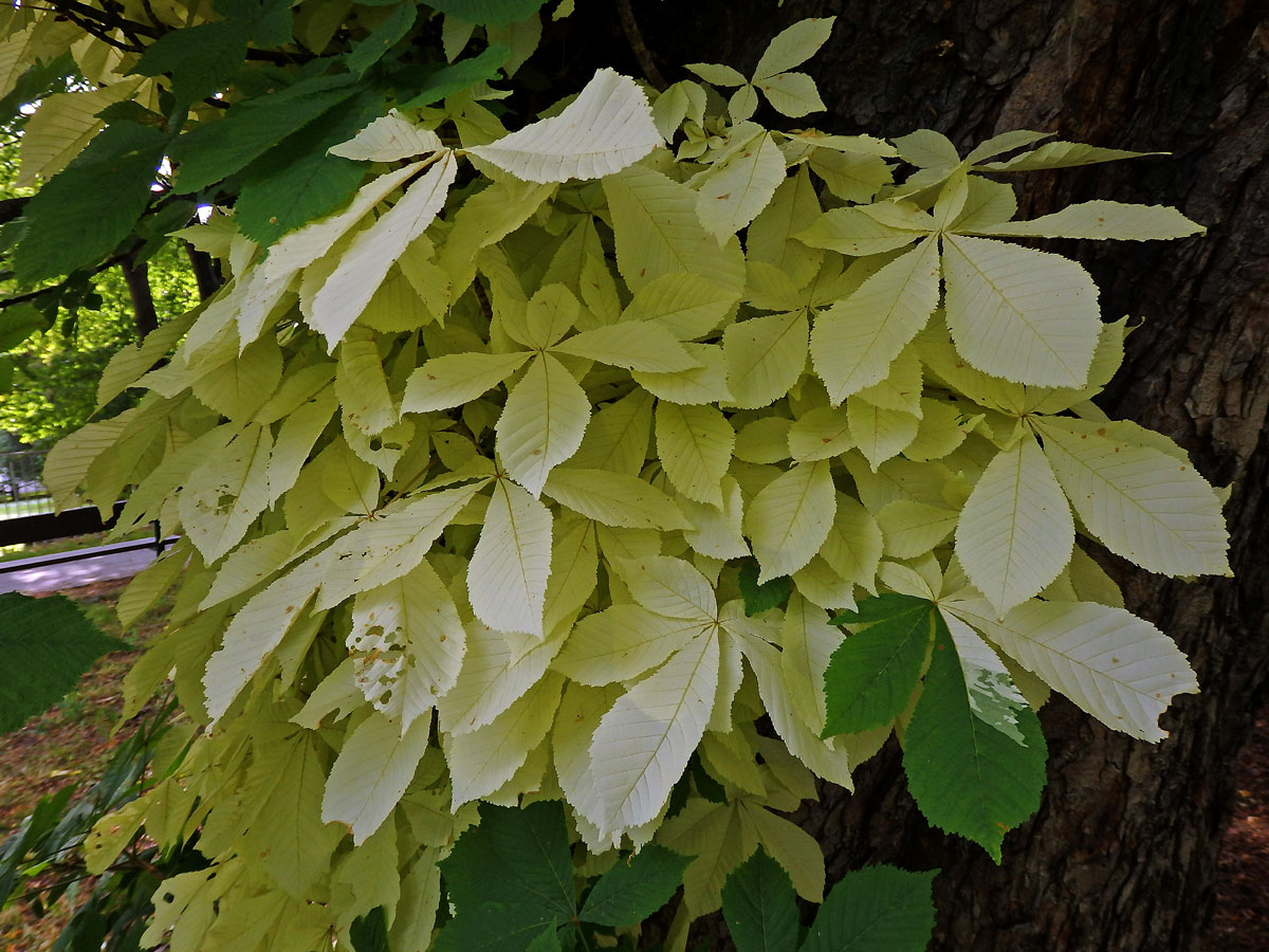 Jírovec maďal (Aesculus hippocastanum L.) s chyběním chlorofylu (1h)