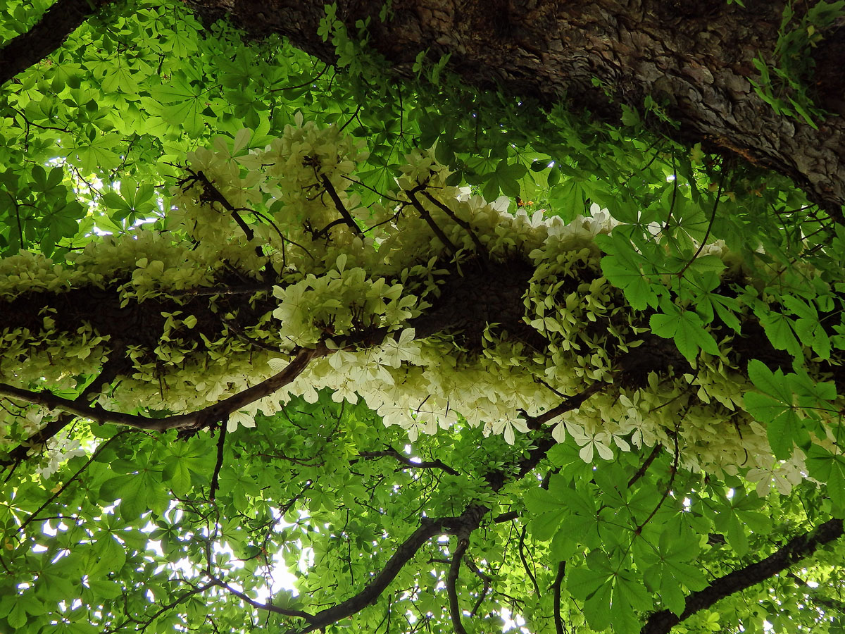 Jírovec maďal (Aesculus hippocastanum L.) s chyběním chlorofylu (1i)