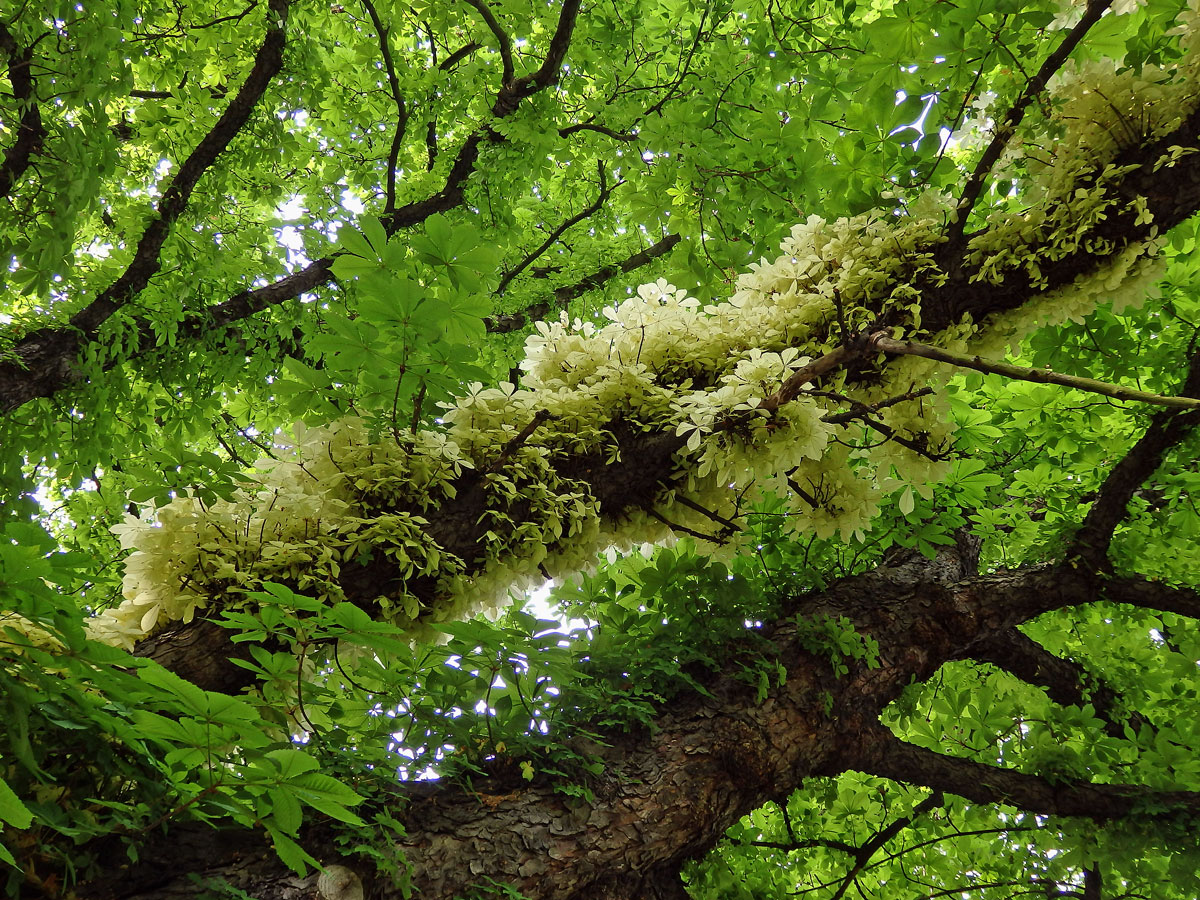 Jírovec maďal (Aesculus hippocastanum L.) s chyběním chlorofylu (1j)