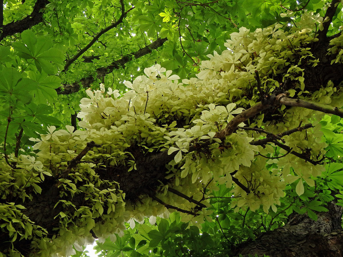 Jírovec maďal (Aesculus hippocastanum L.) s chyběním chlorofylu (1k)