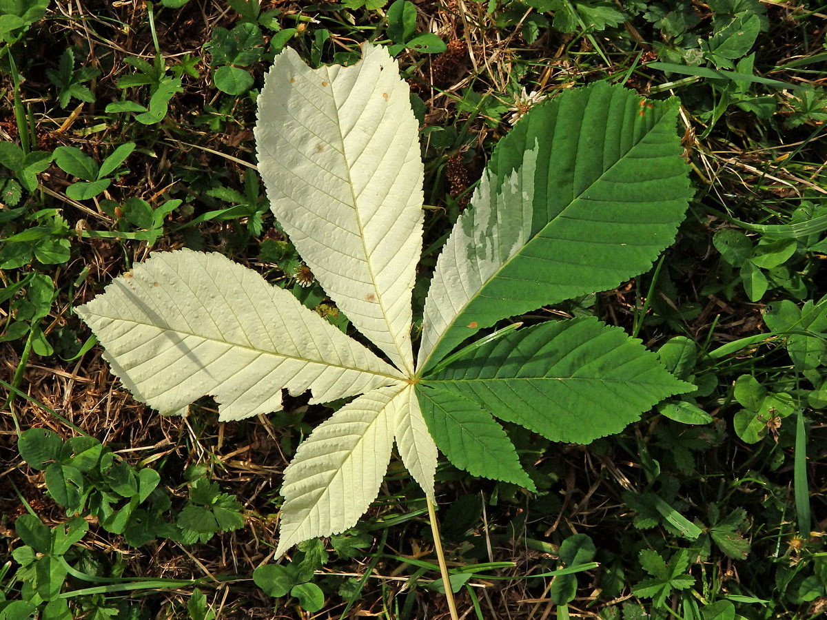 Jírovec maďal (Aesculus hippocastanum L.) s chyběním chlorofylu (1m)