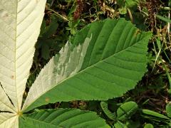 Jírovec maďal (Aesculus hippocastanum L.) s chyběním chlorofylu (1n)