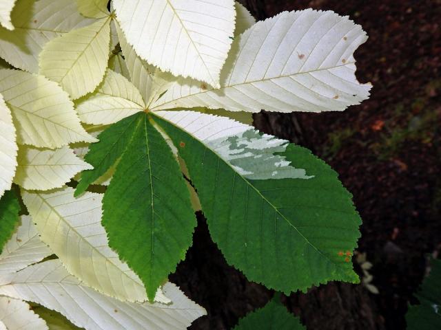 Jírovec maďal (Aesculus hippocastanum L.) s chyběním chlorofylu (1l)