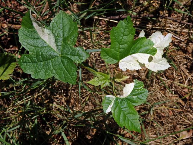 Chybění chlorofylu javoru klenu (Acer pseudoplatanus L.) (1d)