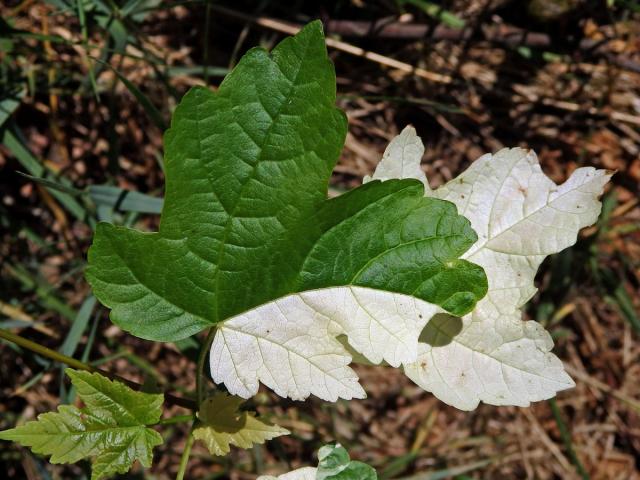 Chybění chlorofylu javoru klenu (Acer pseudoplatanus L.) (1e)