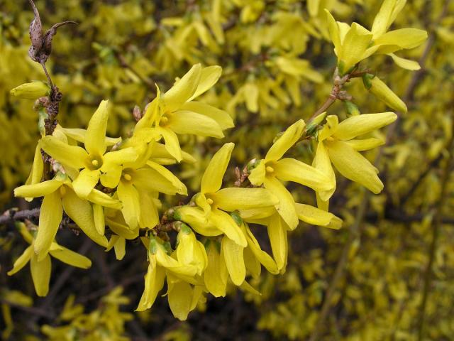 Zlatice převislá (Forsythia suspensa (Thumb.) Vahl)