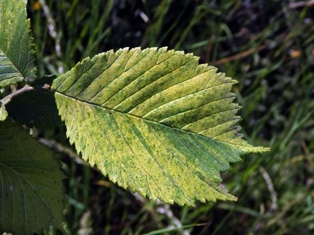 Jilm habrolistý (Ulmus minor Mill.) panašovaný (3b)