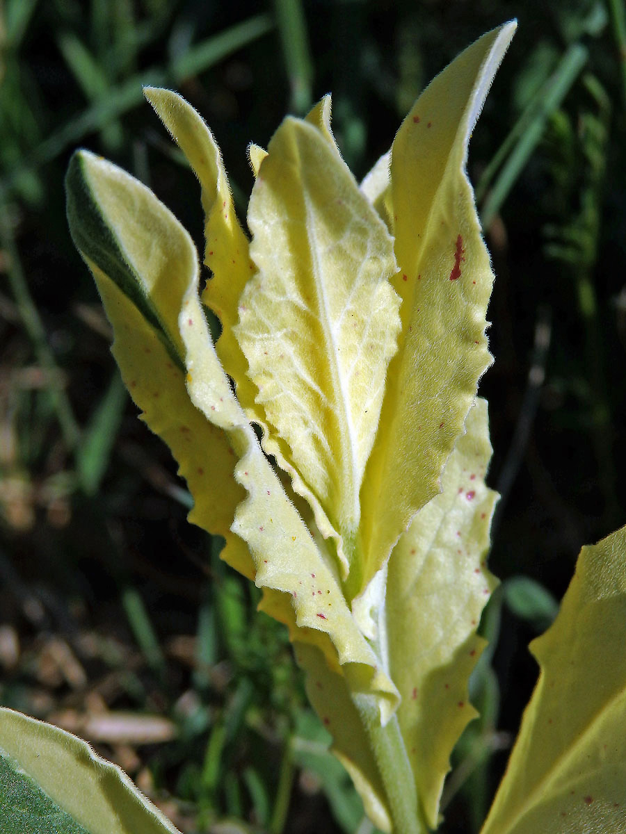 Vesnovka obecná (Cardaria draba (L.) Desv.) s poruchou tvorby chlorofylu (1e)