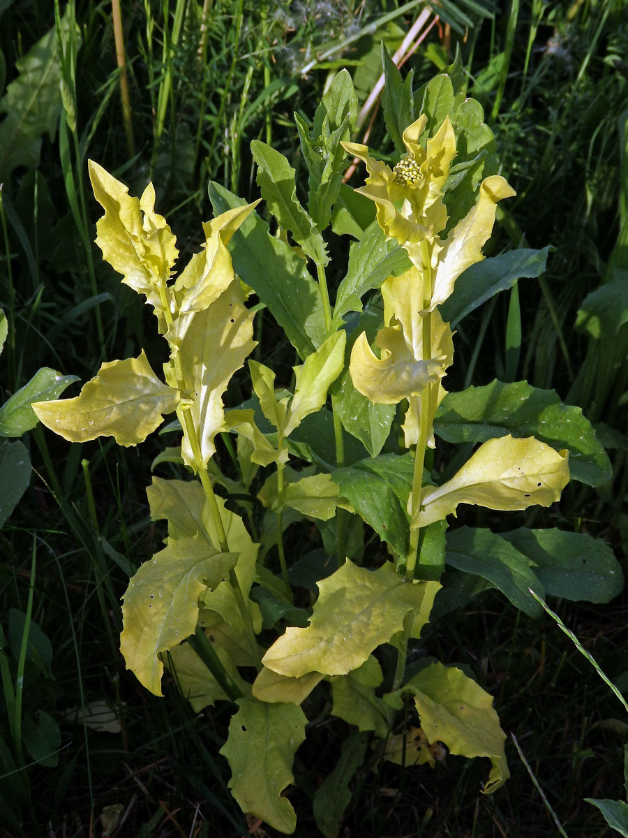 Vesnovka obecná (Cardaria draba (L.) Desv.) s poruchou tvorby chlorofylu (2a)