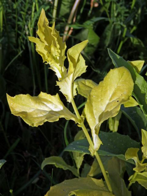 Vesnovka obecná (Cardaria draba (L.) Desv.) s poruchou tvorby chlorofylu (2b)